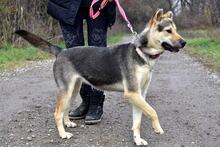 ARWEN, Hund, Mischlingshund in Slowakische Republik - Bild 2