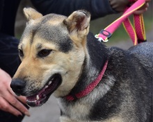 ARWEN, Hund, Mischlingshund in Slowakische Republik - Bild 3