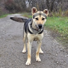 ARWEN, Hund, Mischlingshund in Slowakische Republik - Bild 4