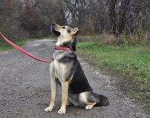 ARWEN, Hund, Mischlingshund in Slowakische Republik - Bild 5