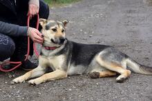 ARWEN, Hund, Mischlingshund in Slowakische Republik - Bild 6