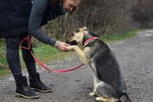 ARWEN, Hund, Mischlingshund in Slowakische Republik - Bild 7