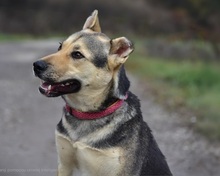 ARWEN, Hund, Mischlingshund in Slowakische Republik - Bild 8