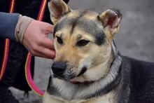 ARWEN, Hund, Mischlingshund in Slowakische Republik - Bild 9