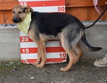 BRIANY141, Hund, Mischlingshund in Slowakische Republik - Bild 5