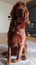 ORON, Hund, Irish Setter in Slowakische Republik - Bild 10