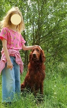 ORON, Hund, Irish Setter in Slowakische Republik - Bild 11