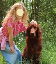 ORON, Hund, Irish Setter in Slowakische Republik - Bild 12