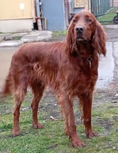 ORON, Hund, Irish Setter in Slowakische Republik - Bild 2