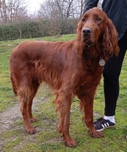 ORON, Hund, Irish Setter in Slowakische Republik - Bild 3