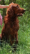 ORON, Hund, Irish Setter in Slowakische Republik - Bild 4