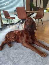 ORON, Hund, Irish Setter in Slowakische Republik - Bild 6