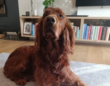 ORON, Hund, Irish Setter in Slowakische Republik - Bild 7