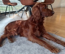 ORON, Hund, Irish Setter in Slowakische Republik - Bild 9