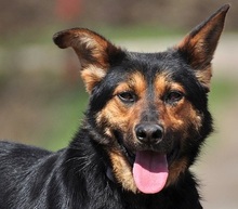 REMMI, Hund, Mischlingshund in Slowakische Republik - Bild 1