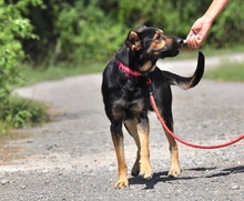 REMMI, Hund, Mischlingshund in Slowakische Republik - Bild 10