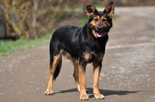 REMMI, Hund, Mischlingshund in Slowakische Republik - Bild 12