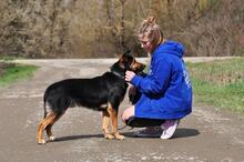 REMMI, Hund, Mischlingshund in Slowakische Republik - Bild 13