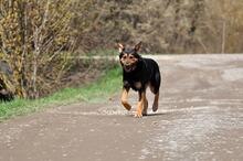 REMMI, Hund, Mischlingshund in Slowakische Republik - Bild 14