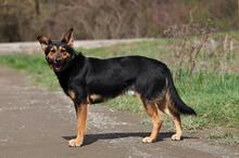 REMMI, Hund, Mischlingshund in Slowakische Republik - Bild 15