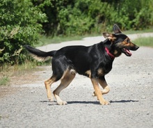 REMMI, Hund, Mischlingshund in Slowakische Republik - Bild 3