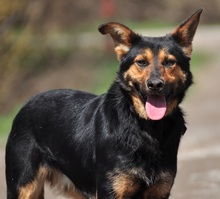 REMMI, Hund, Mischlingshund in Slowakische Republik - Bild 4