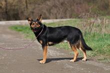 REMMI, Hund, Mischlingshund in Slowakische Republik - Bild 5