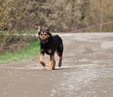 REMMI, Hund, Mischlingshund in Slowakische Republik - Bild 6