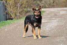 REMMI, Hund, Mischlingshund in Slowakische Republik - Bild 7