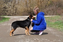 REMMI, Hund, Mischlingshund in Slowakische Republik - Bild 9