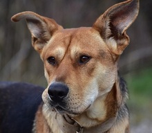 JOHNY, Hund, Mischlingshund in Slowakische Republik - Bild 1