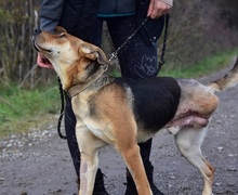 JOHNY, Hund, Mischlingshund in Slowakische Republik - Bild 11