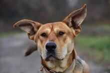 JOHNY, Hund, Mischlingshund in Slowakische Republik - Bild 12