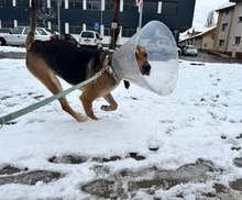 JOHNY, Hund, Mischlingshund in Slowakische Republik - Bild 13