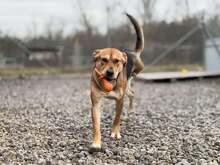 JOHNY, Hund, Mischlingshund in Slowakische Republik - Bild 15