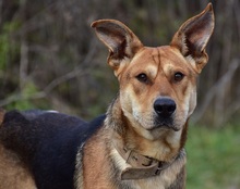 JOHNY, Hund, Mischlingshund in Slowakische Republik - Bild 2