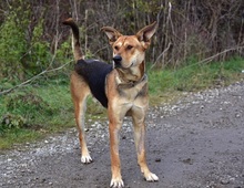 JOHNY, Hund, Mischlingshund in Slowakische Republik - Bild 3