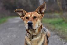 JOHNY, Hund, Mischlingshund in Slowakische Republik - Bild 4