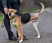 JOHNY, Hund, Mischlingshund in Slowakische Republik - Bild 5