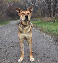 JOHNY, Hund, Mischlingshund in Slowakische Republik - Bild 6