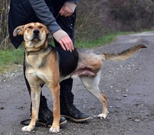 JOHNY, Hund, Mischlingshund in Slowakische Republik - Bild 7