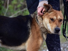 JOHNY, Hund, Mischlingshund in Slowakische Republik - Bild 8