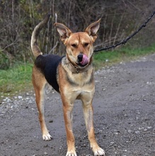 JOHNY, Hund, Mischlingshund in Slowakische Republik - Bild 9