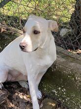 PERONI, Hund, Labrador-Mix in Italien - Bild 1