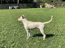 PERONI, Hund, Labrador-Mix in Italien - Bild 11