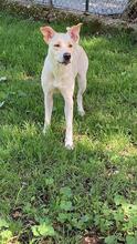 PERONI, Hund, Labrador-Mix in Italien - Bild 13