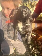 SHELBY, Hund, Mischlingshund in Bulgarien - Bild 7