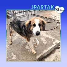 SPARTAK, Hund, Mischlingshund in Bulgarien - Bild 1