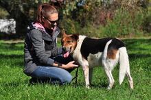 HOMER, Hund, Mischlingshund in Slowakische Republik - Bild 10