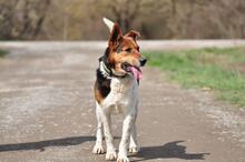 HOMER, Hund, Mischlingshund in Slowakische Republik - Bild 2